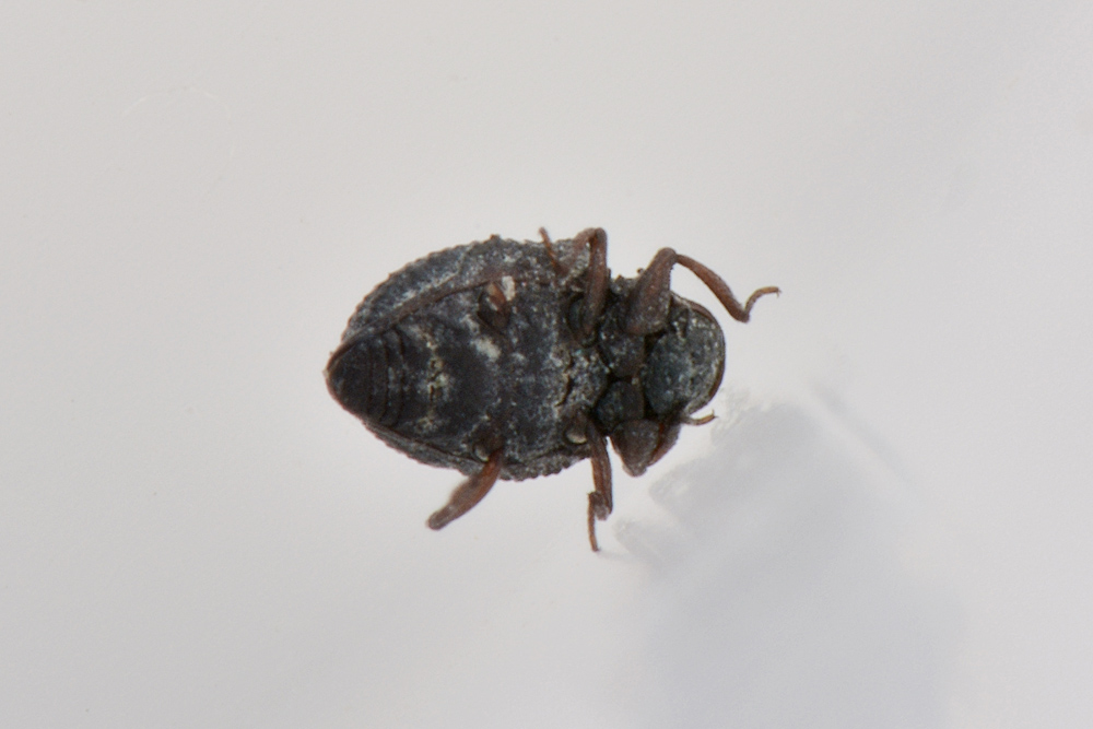 Georissidae?  S !!! Georissus laesicollis